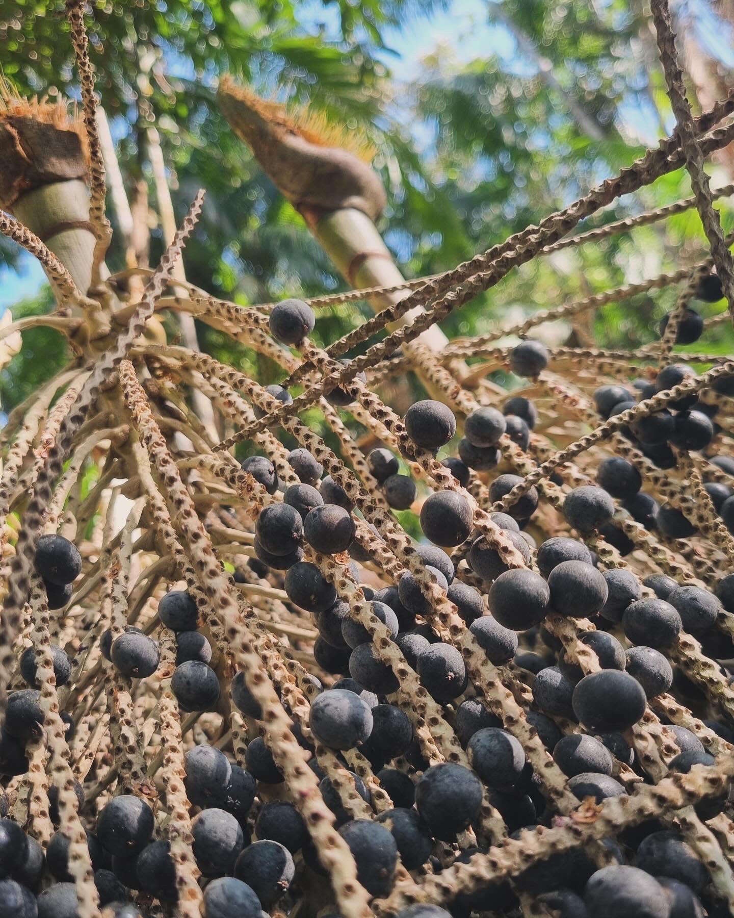 Açaí do Norte do Pará