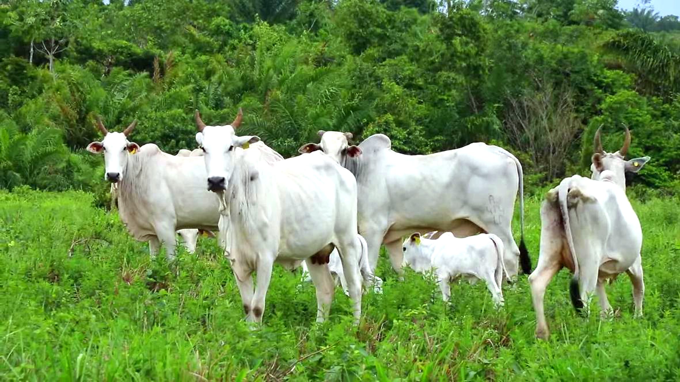 Pecuária de baixo impacto na Fazenda Agroecológica Santa Luzia